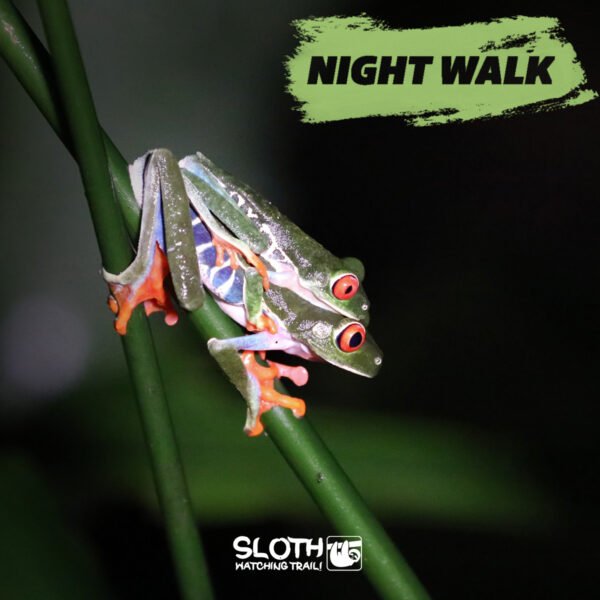 Night-walk-tour-la-fortuna
