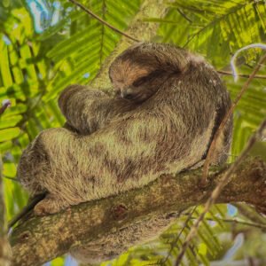 Sloth Tour and Zipline Adventure