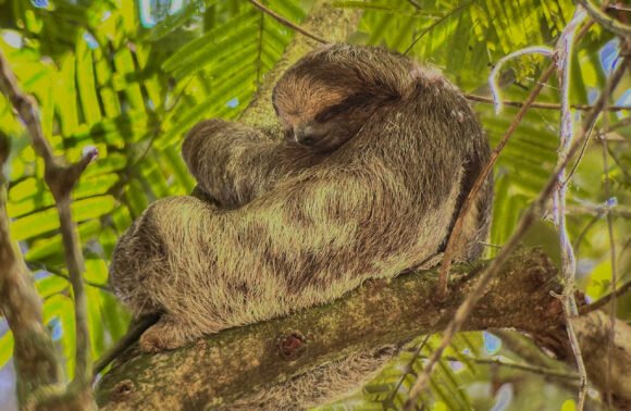 Sloth Tour and Zipline Adventure