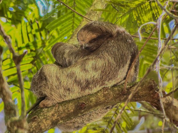 Sloth Tour and Zipline Adventure