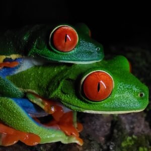 Sunset Zipline and Night Walk Tour in La Fortuna