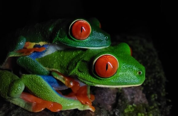 Sunset Zipline and Night Walk Tour in La Fortuna