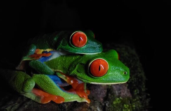 Sunset Zipline and Night Walk Tour in La Fortuna