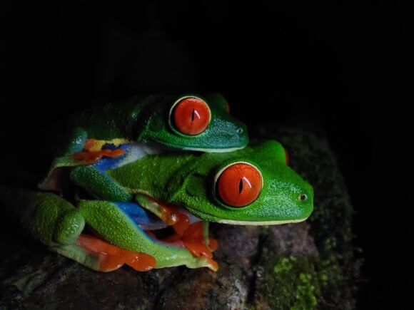 Sunset Zipline and Night Walk Tour in La Fortuna